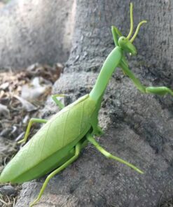 lacusta mantis