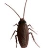 Gandacul Cockroach