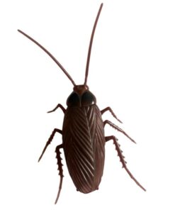 Gandacul Cockroach