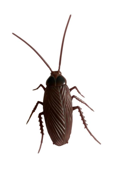 Gandacul Cockroach