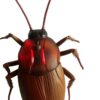 gandacul cockroach