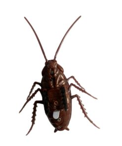 Gandacul Cockroach