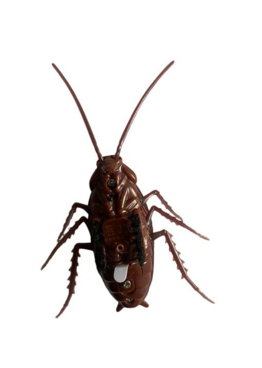 Gandacul Cockroach